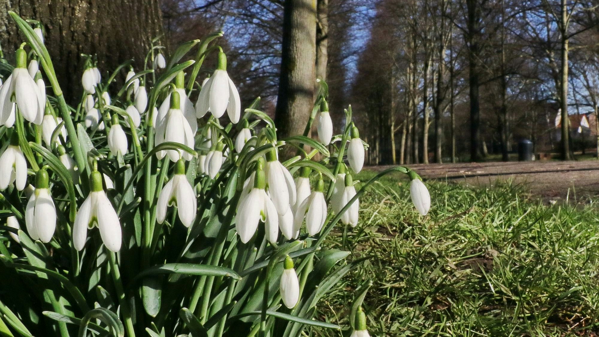 Weiße Schneeglöckchen stehen vor eine Allee.