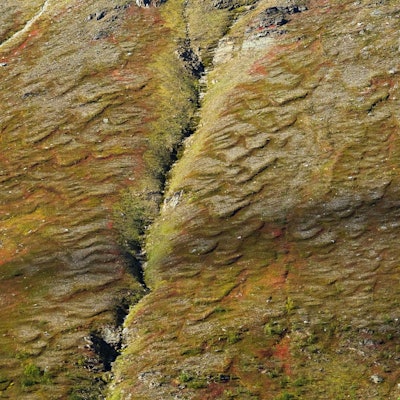 Permafrostboden in Norwegen, der mit Moosen und Flechten überwachsenen ist.