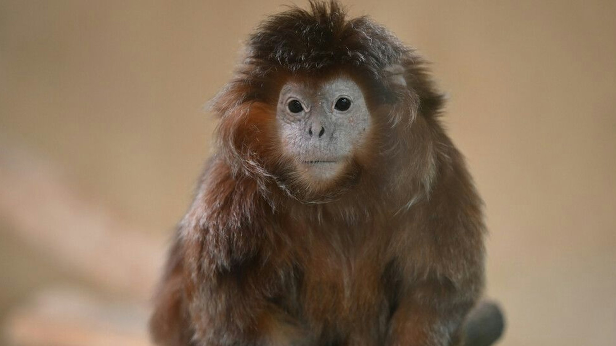 Ein braunes Äffchen sitzt auf einem Ast.