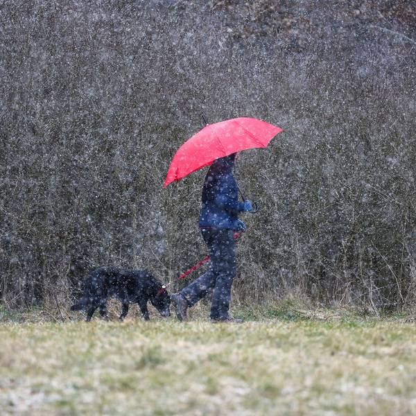 Eine Frau läuft mit ihrem Hund im Schneetreiben spazieren.