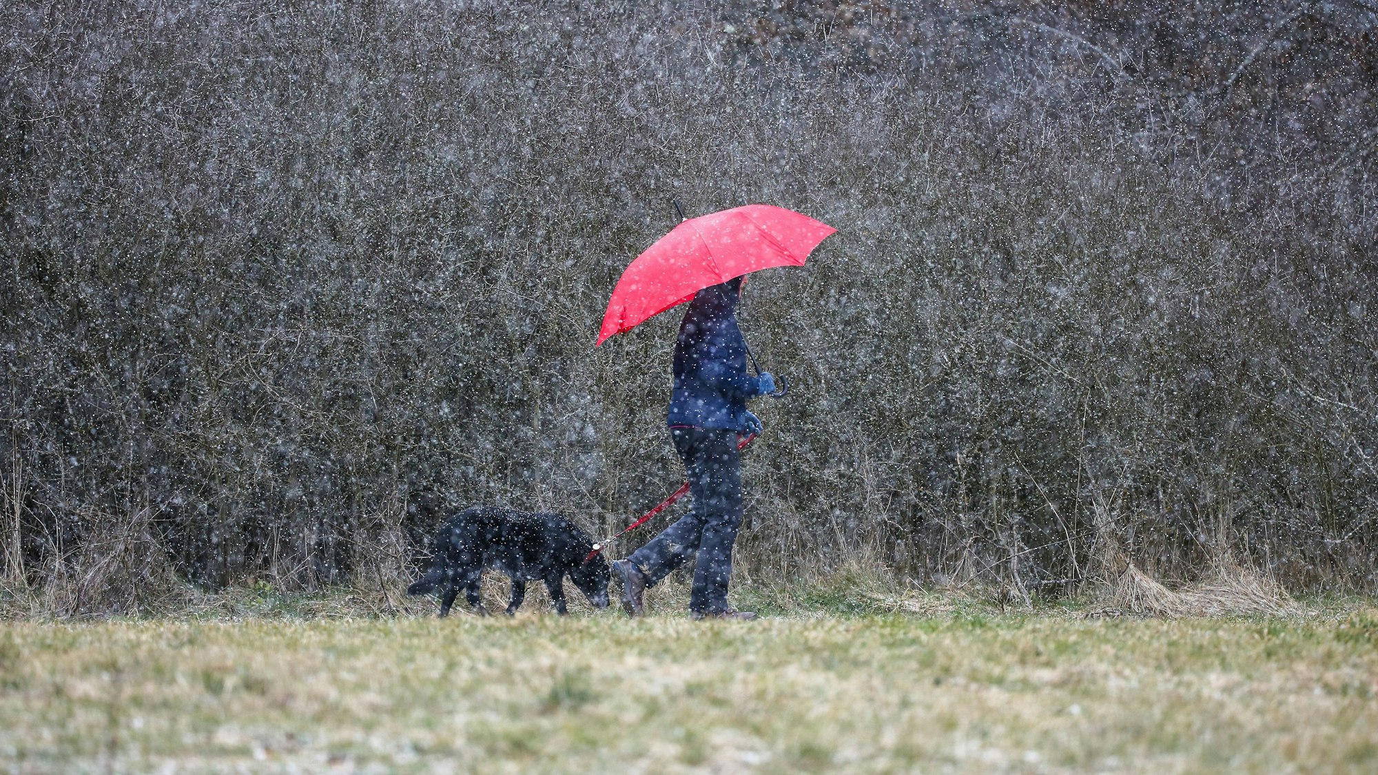 Eine Frau läuft mit ihrem Hund im Schneetreiben spazieren.
