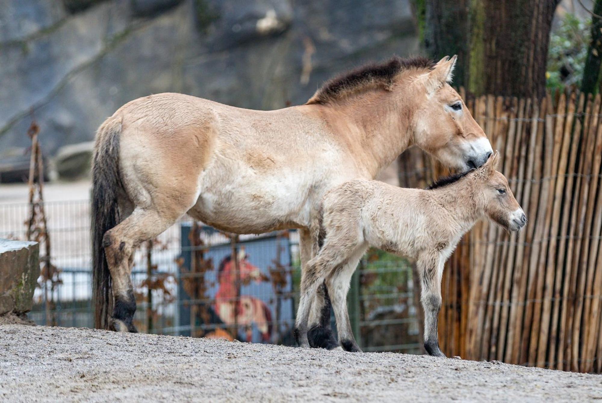 Ein hellbraunes Wildpferd mit Fohlen steht im Gehege im Zoo.