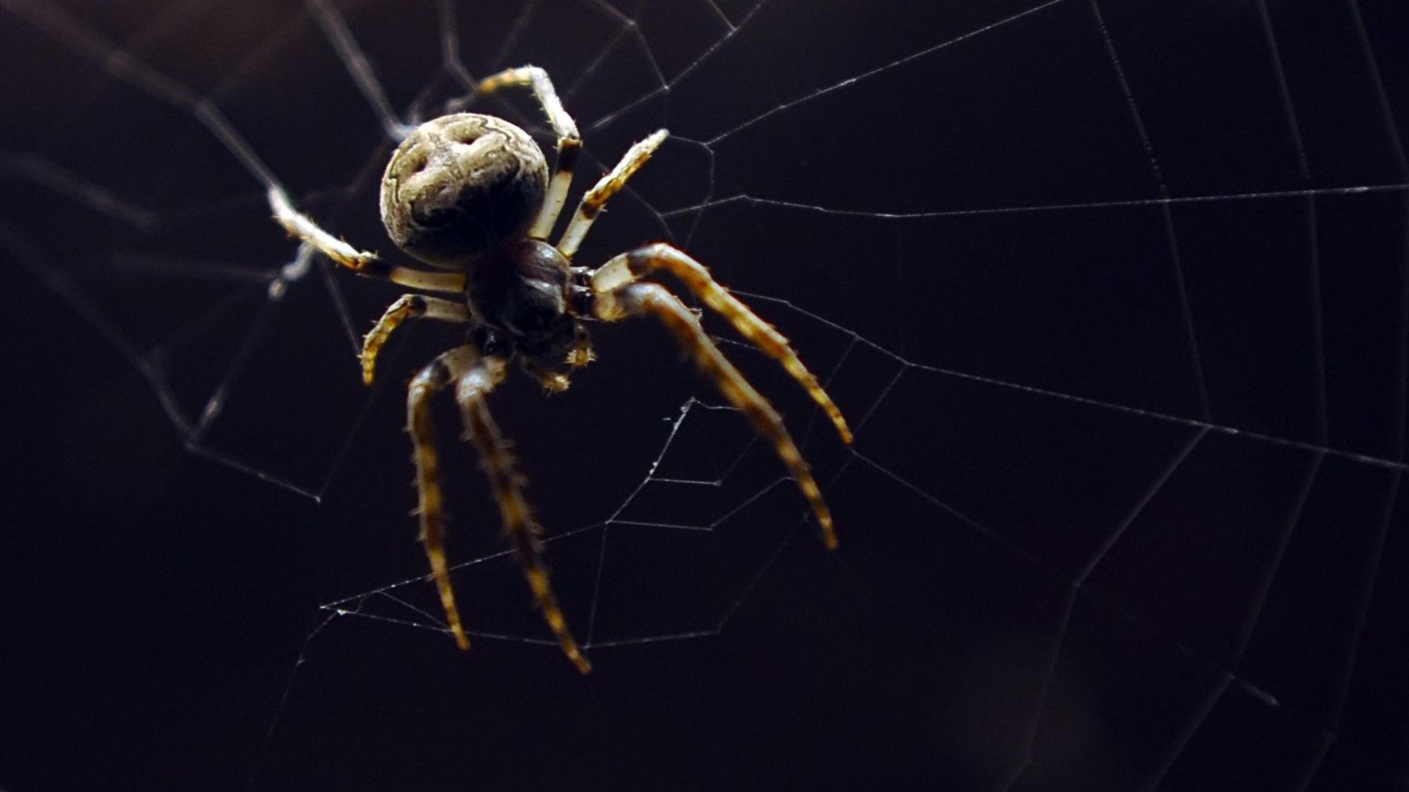 Eine Nosferatu-Spinne sitzt auf einem Holzblock. In Köln und Region wurde die invasiven Spinnen aus dem Mittelmeerraum im Sommer 2022 häufig gesichtet.