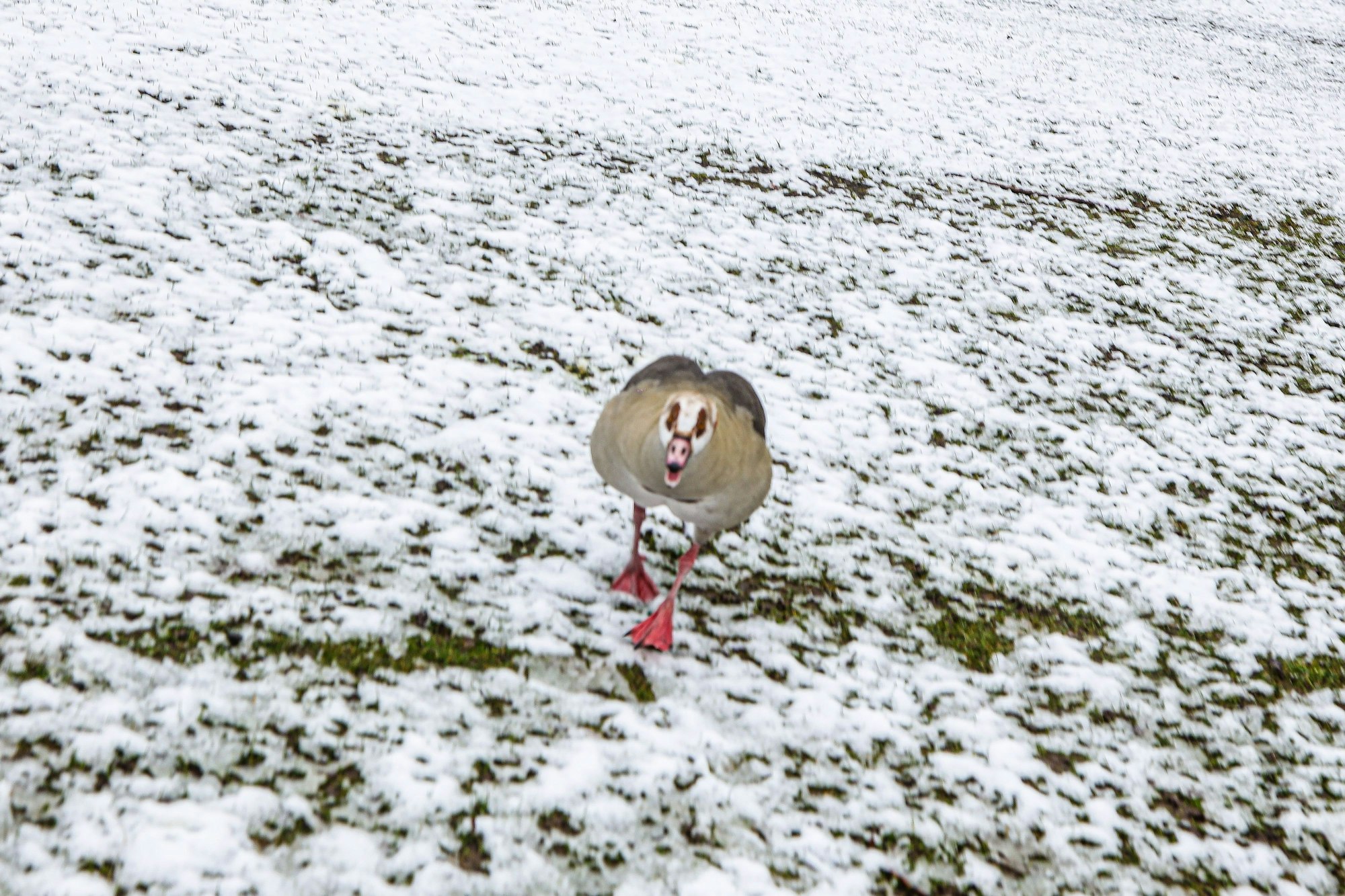 Eine schnatternde Nilgans geht auf den Fotografen zu.
