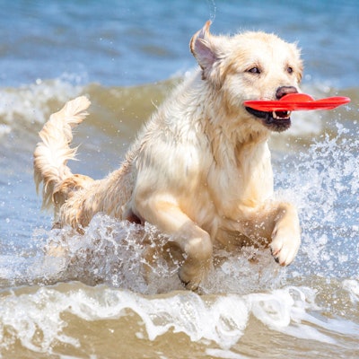 Golden Retriever tobt durch Wasser am Strand.