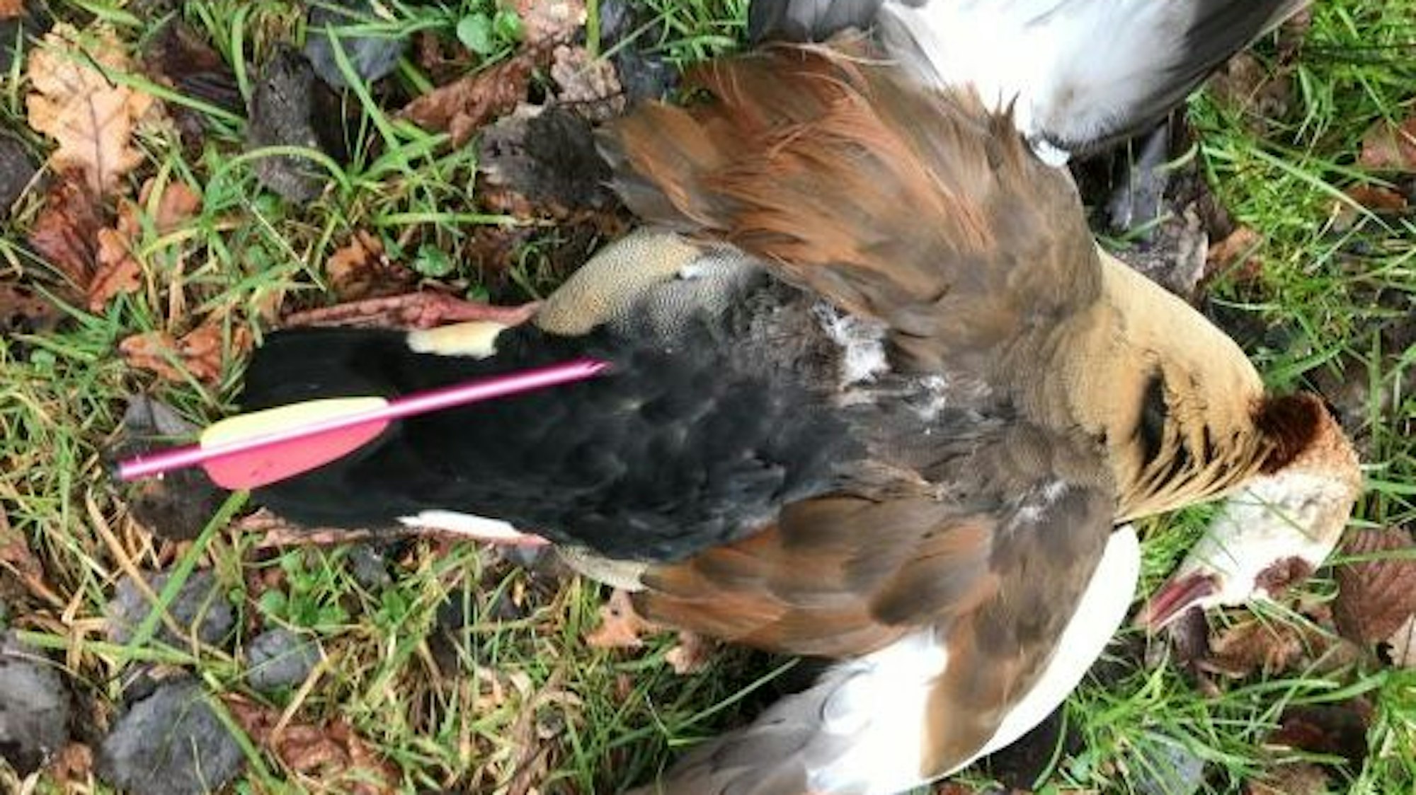 Im Gras liegt mit ausgebreiteten Flügeln eine Nilgans, in ihrem Körper steckt ein lila Pfeil mit einer rot-gelben Feder.