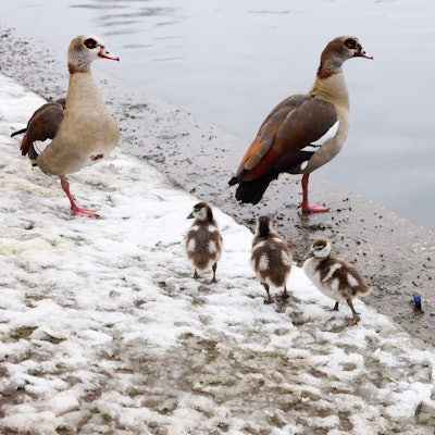 Ein Nilgänse-Paar mit drei Gössel am Aachener Weiher.