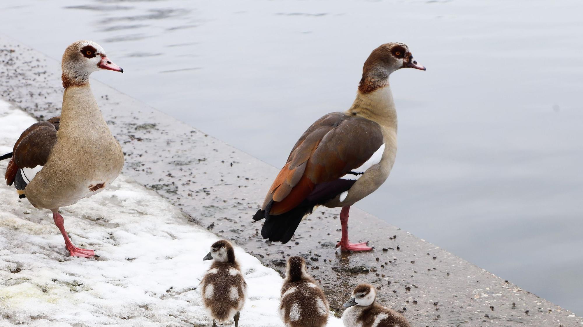 Ein Nilgänse-Paar mit drei Gössel am Aachener Weiher.