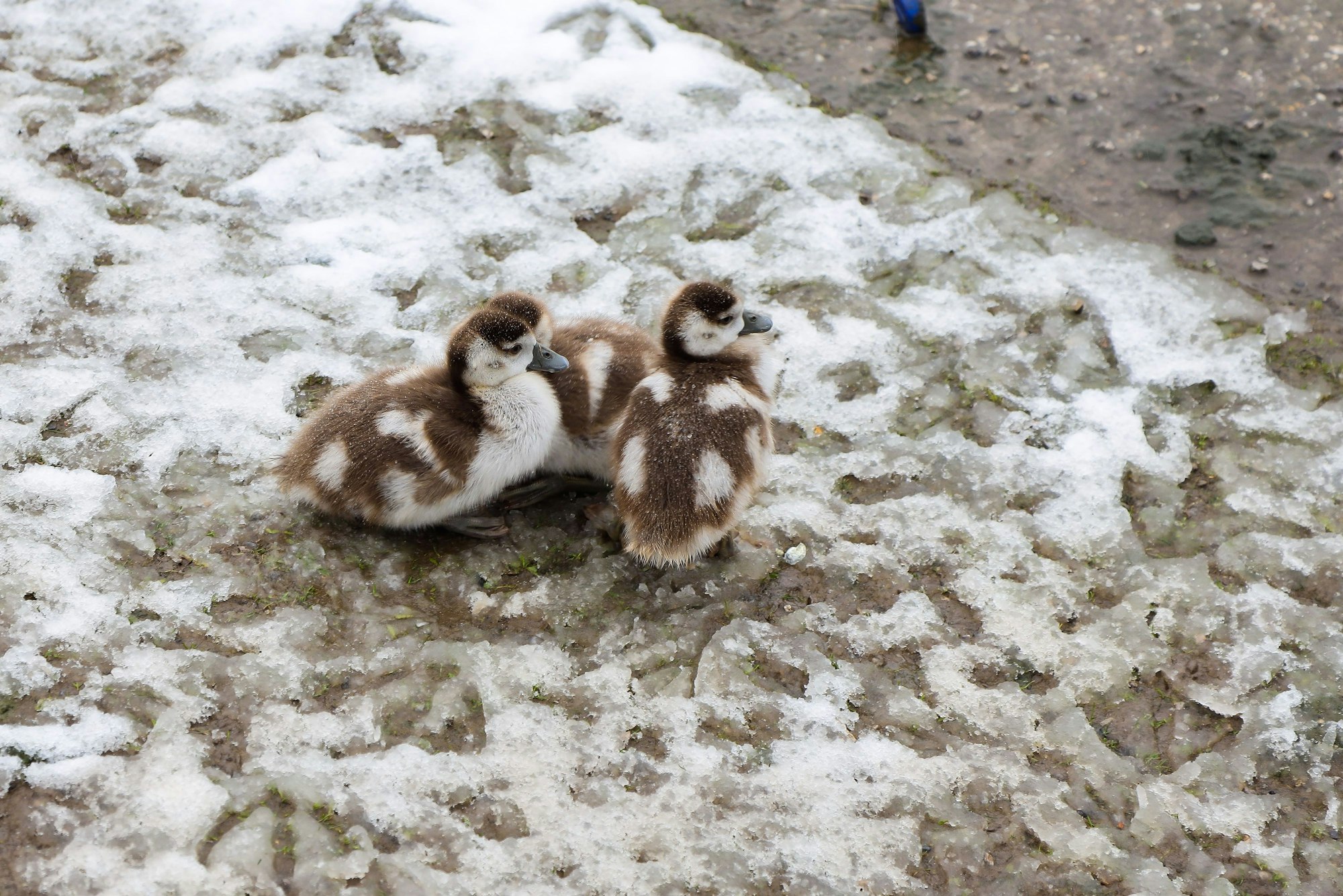 Drei Gössel sitzen auf einer zugefrorenen Wiese.