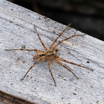 Eine Nosferatu-Spinne sitzt auf einem Holzblock. In Köln und Region wurde die invasiven Spinnen aus dem Mittelmeerraum im Sommer 2022 häufig gesichtet.