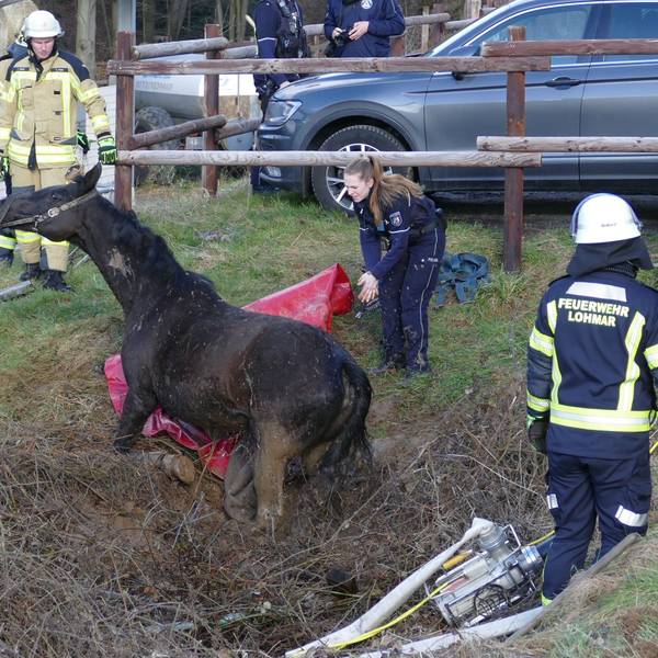Die Feuerwehr Lohmar befreit ein Pferd aus einem Wassergraben.