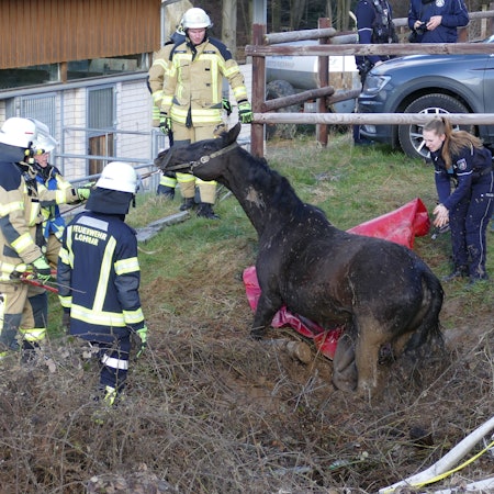 Die Feuerwehr Lohmar befreit ein Pferd aus einem Wassergraben.