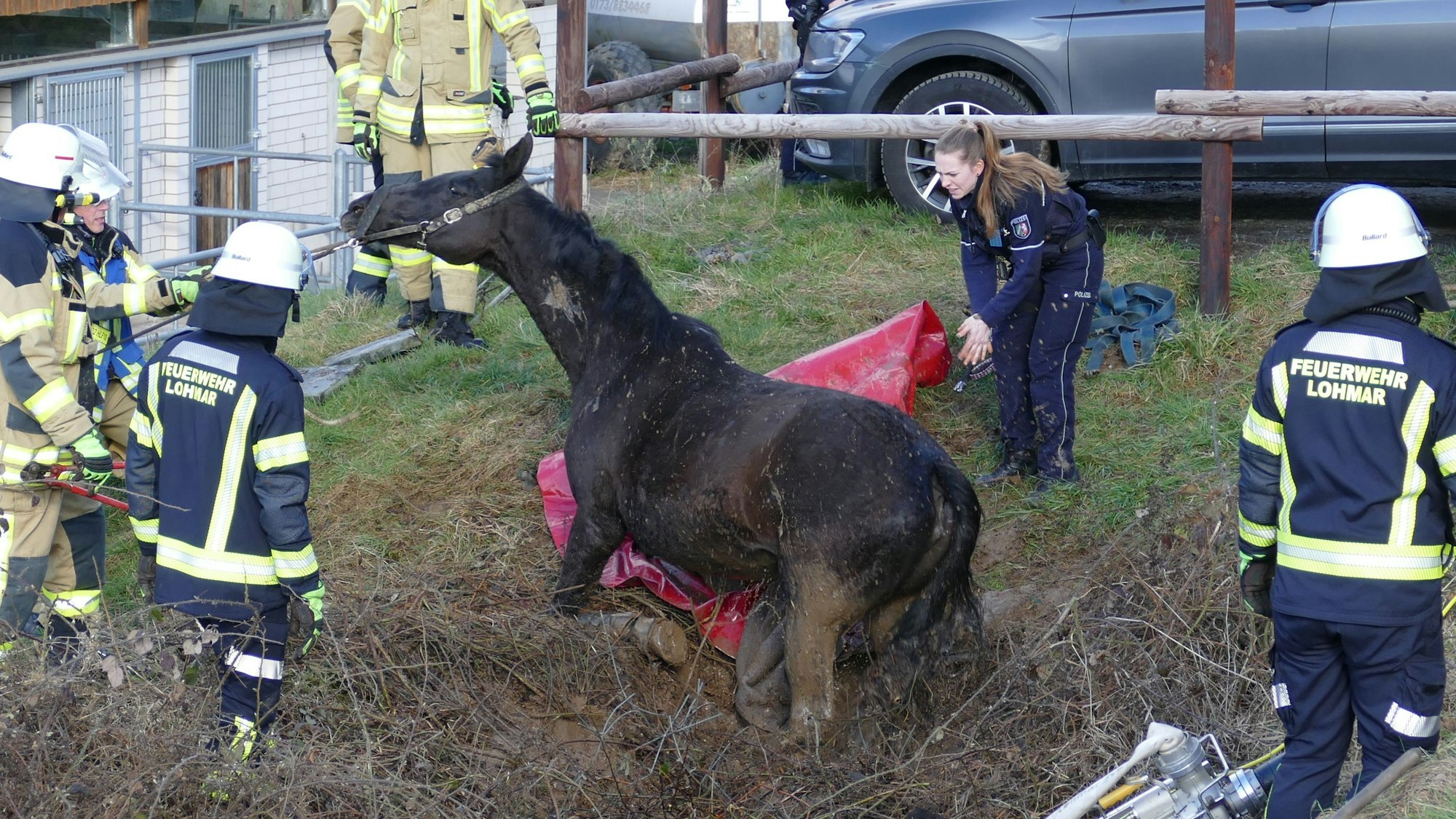 Die Feuerwehr Lohmar befreit ein Pferd aus einem Wassergraben.