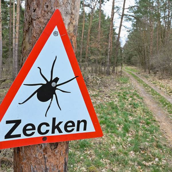Ein Warnschild vor Zecken hängt an einem Baum in einem Wald.
Zecken können Krankheiten übertragen. Im Wald sollte man deshalb lange Klamotten tragen.