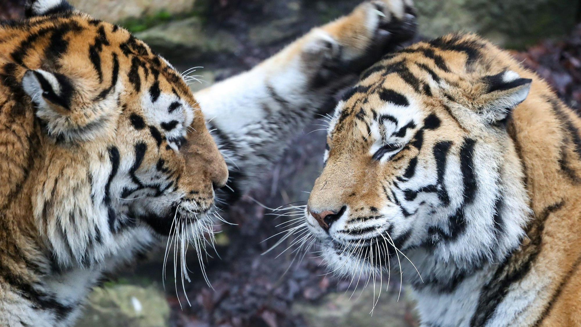 Zwei Sibirische Tiger diskutieren im Zoo Pairi Daiza in Brugelette, Belgien.