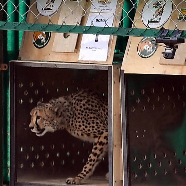 Ein Gepard kommt im Kuno-Nationalpark in Indien an.