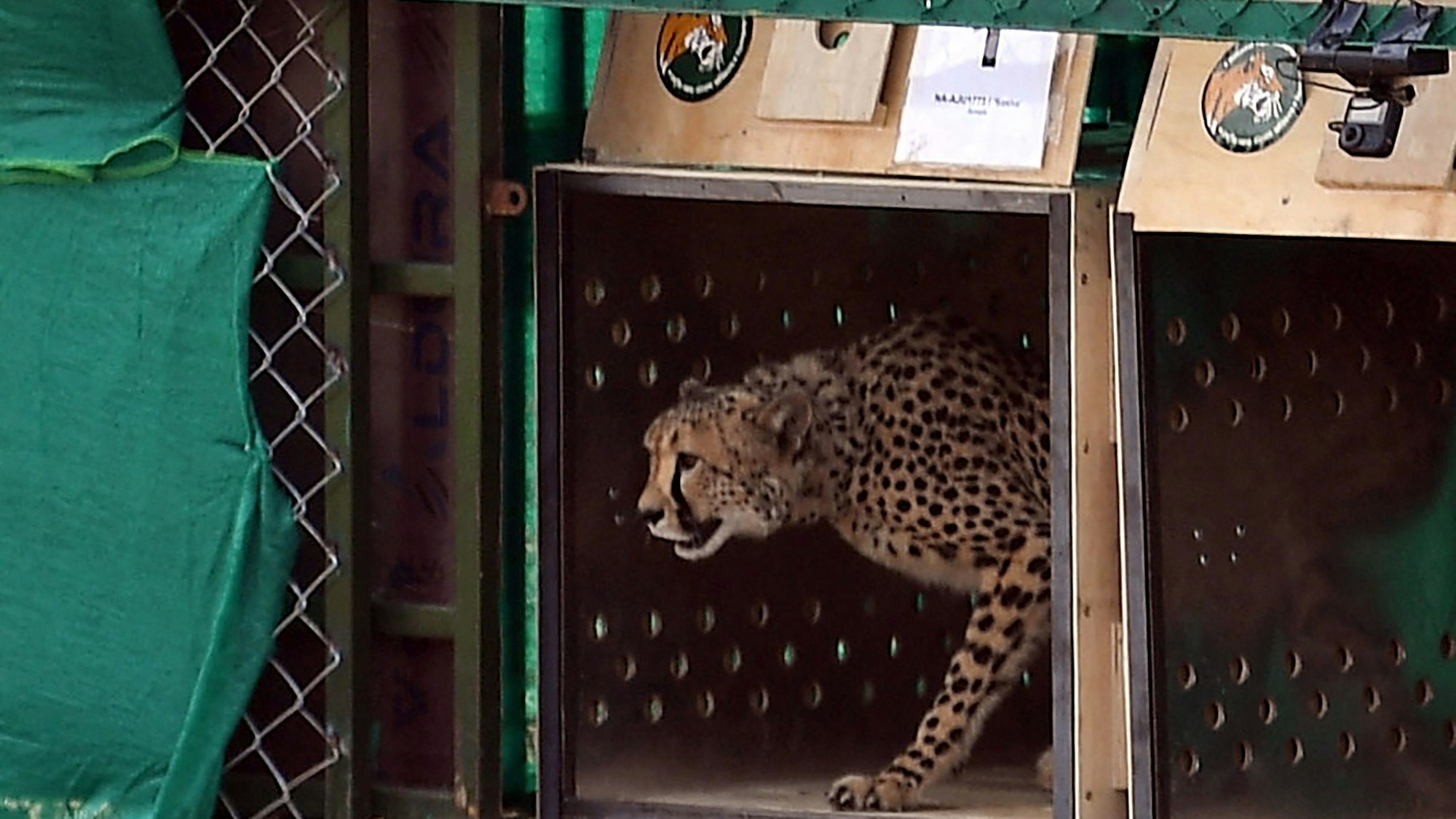 Ein Gepard kommt im Kuno-Nationalpark in Indien an.