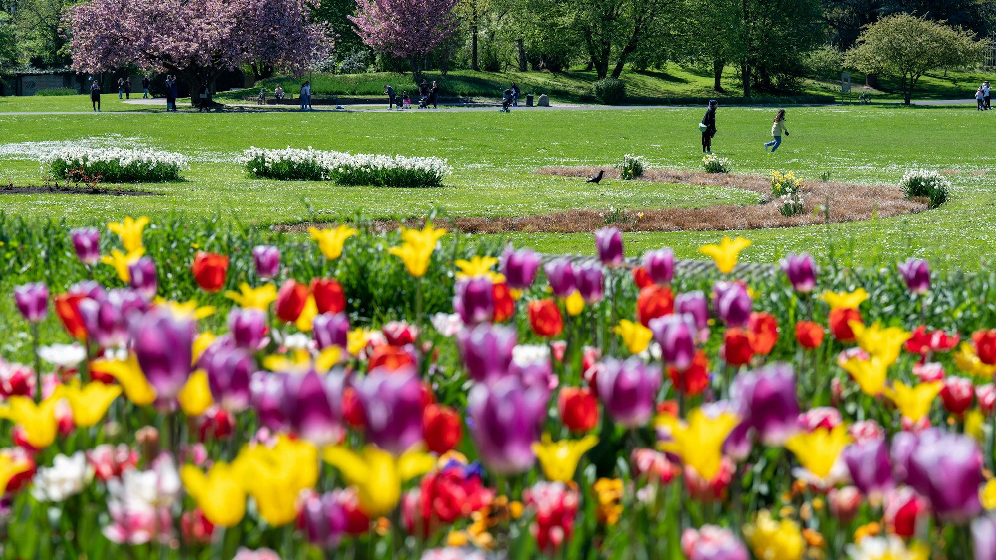 Tulpen blühen im Köln-Deutzer Rheinpark.
