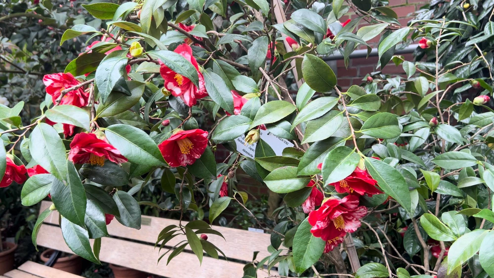 Rote Blumen an einem Strauch