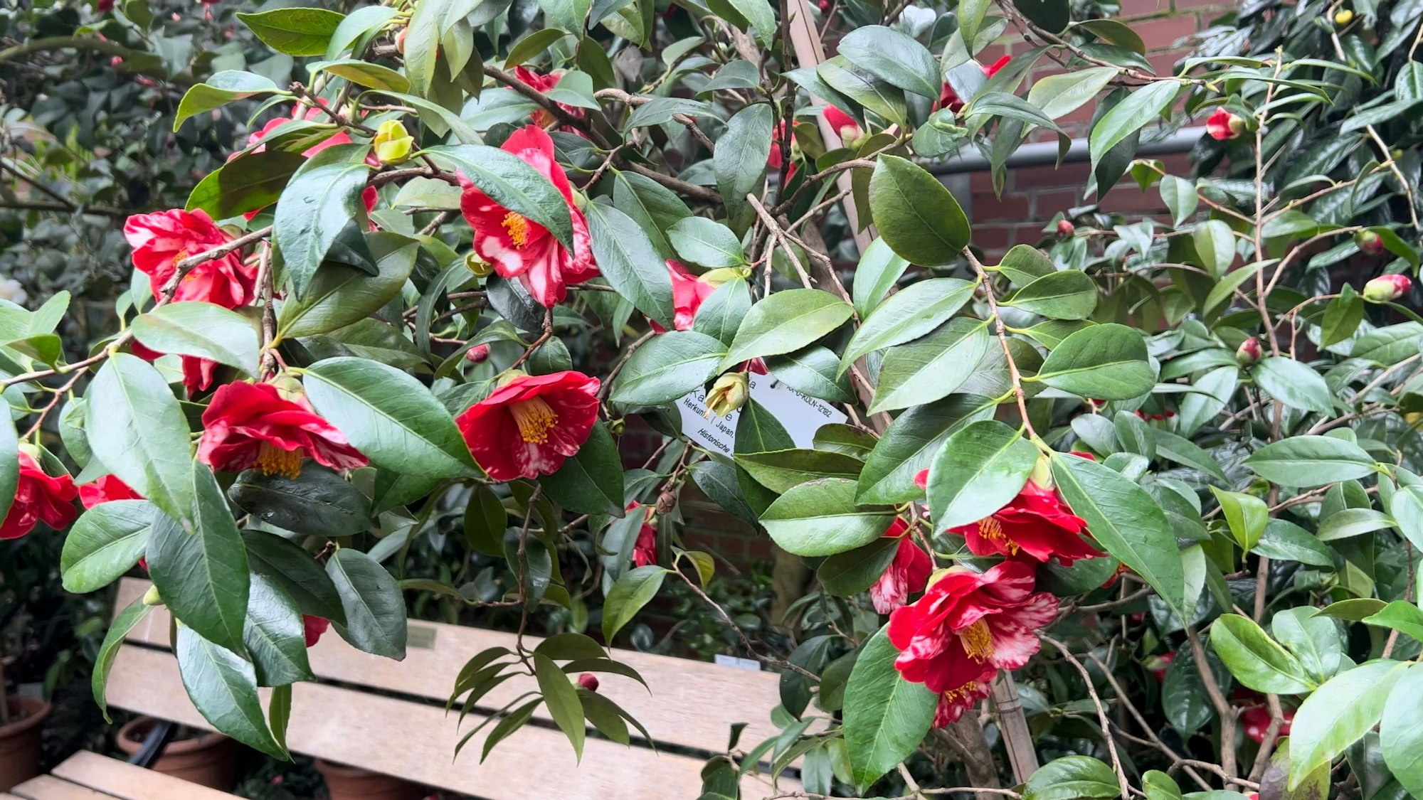 Rote Blumen an einem Strauch