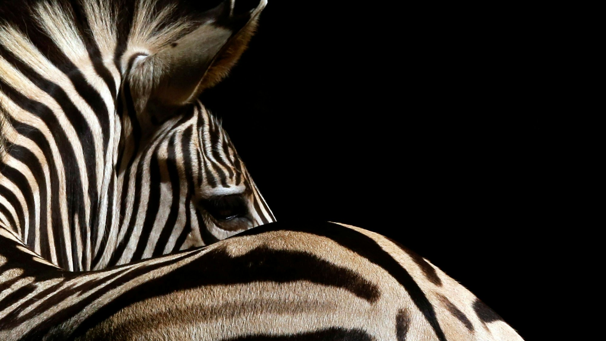 In Ohio hat ein Zebra seinen Besitzer angegriffen (Symbolbild).