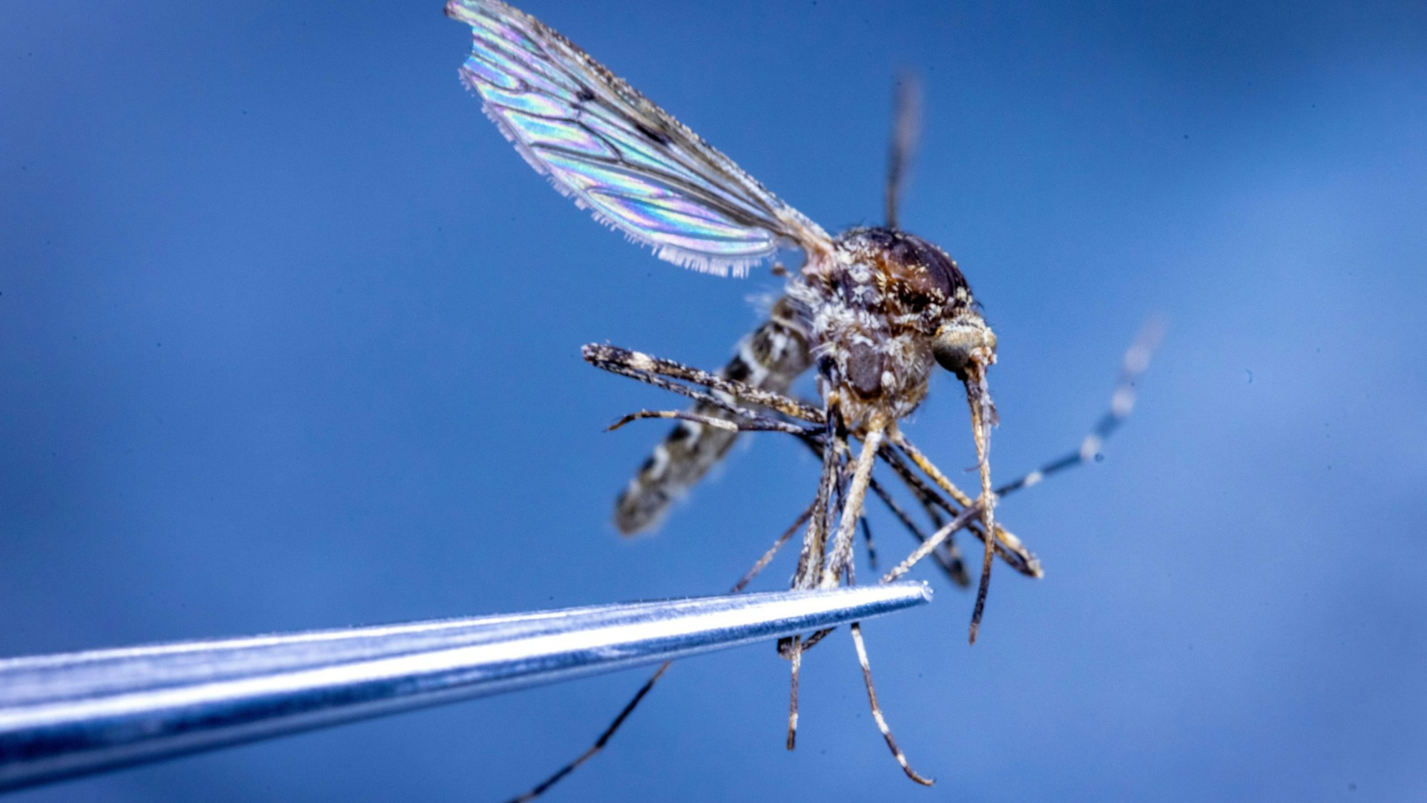 Mit einer Pinzette wird eine Große Ringelmücke für eine Untersuchung im Labor für Stechmücken-Monitoring am Friedrich-Loeffler-Institut (FLI) auf der Insel Riems unter einem Mikroskop gehalten.
