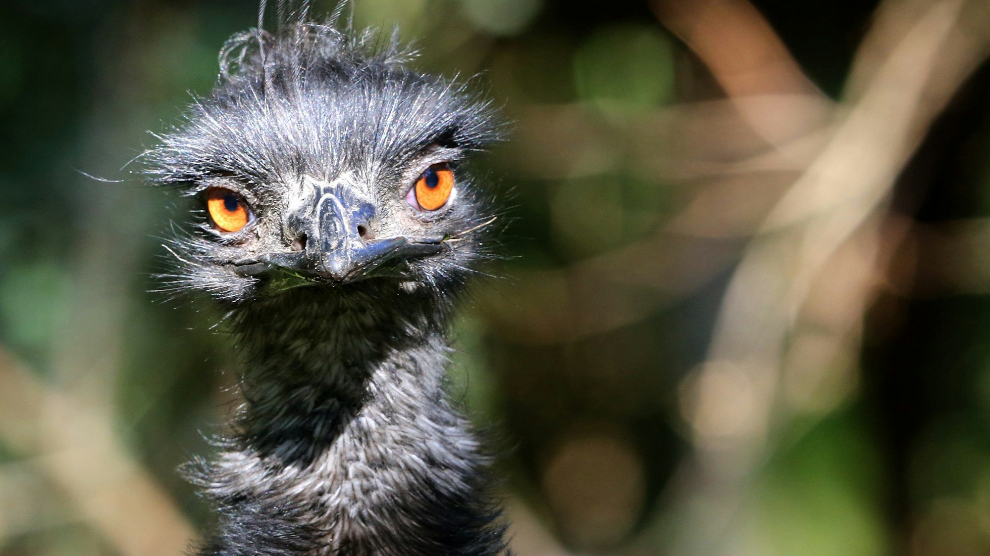 Ein Emu beobachtet in seinem Außengehege im Zoo in Duisburg Zoobesucher.