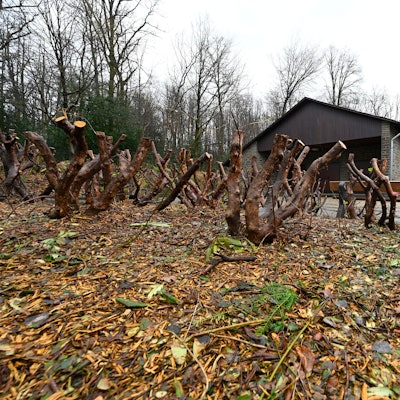 Kahlschlag auf dem Friedhof.