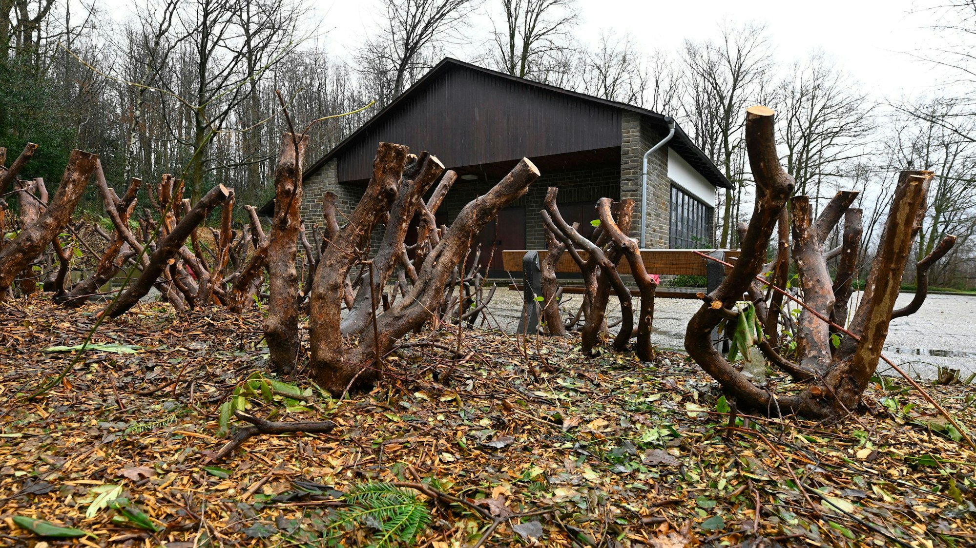 Kahlschlag auf dem Friedhof.