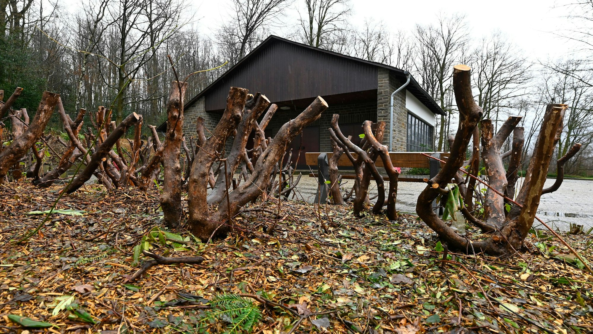 Kahlschlag auf dem Friedhof.