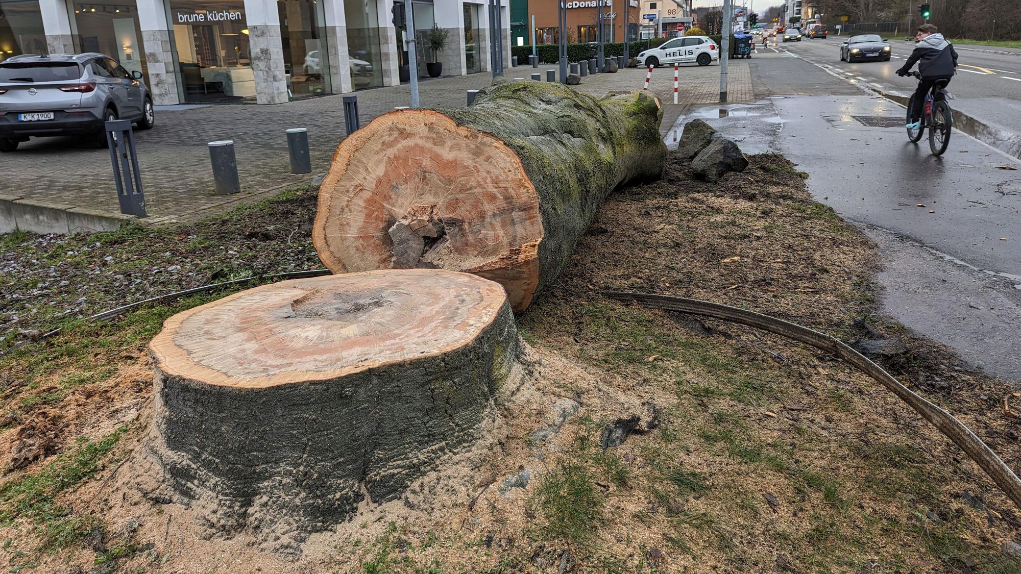 Das Foto zeigt den Stamm des gefällten Baums neben dem Stumpf.