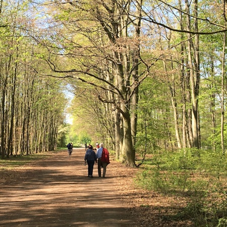 Spaziergänger in einem Wald