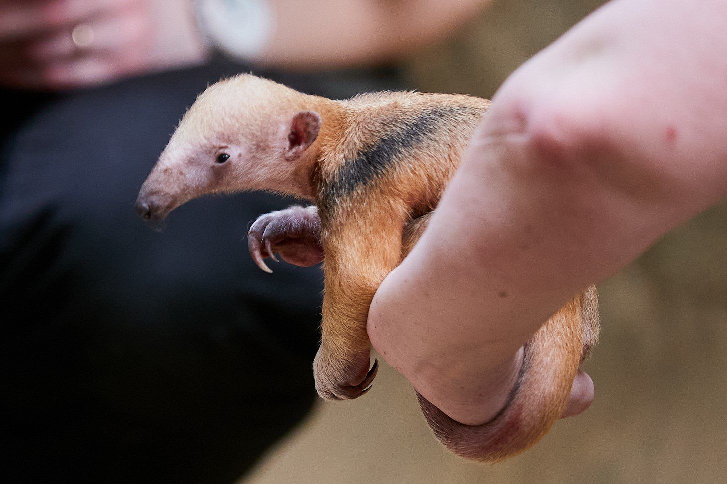 Ein im Krefelder Zoo geborenes Tamandua-Junges sitzt auf der Hand seiner Tierpflegerin.