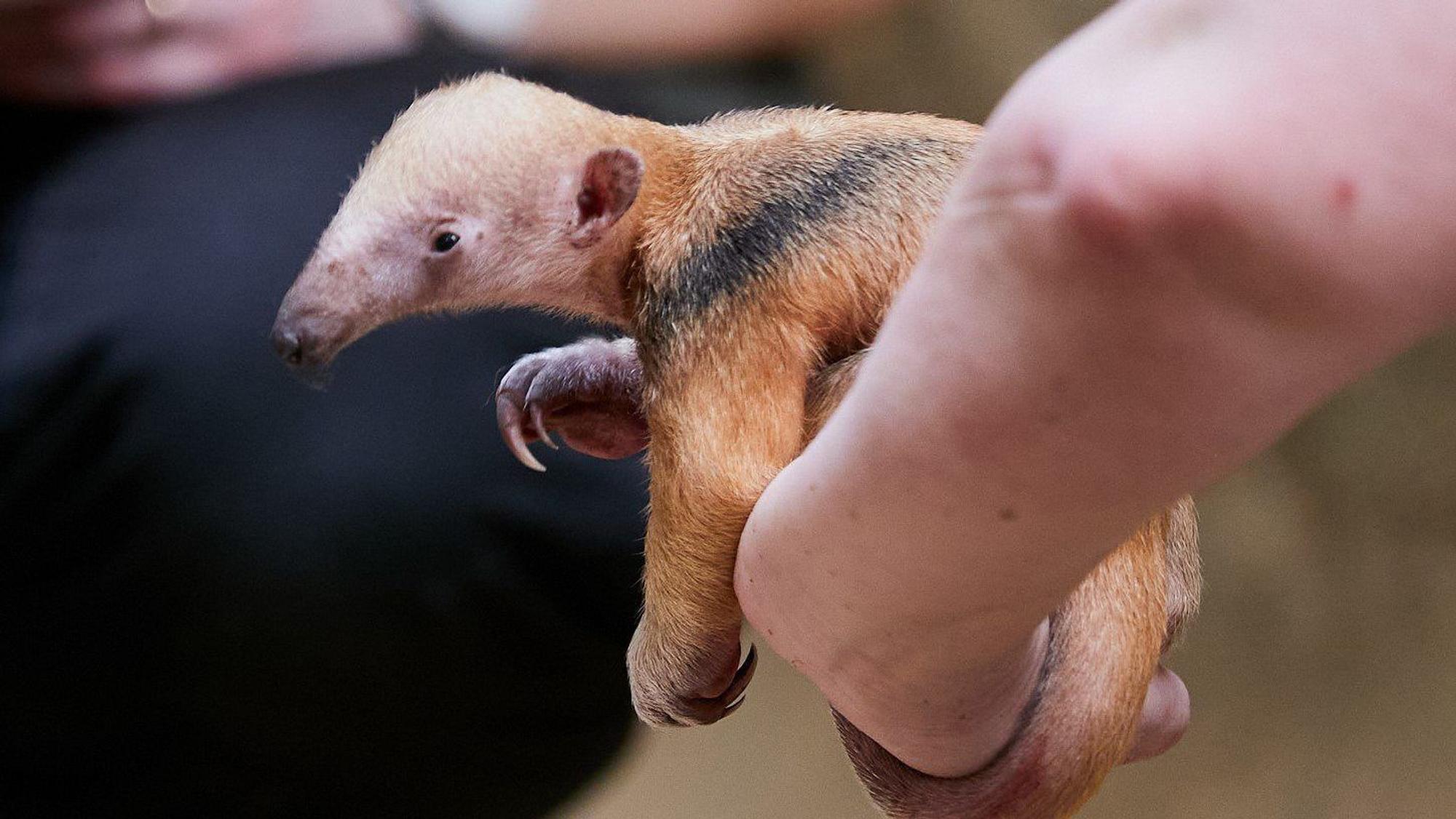 Ein im Krefelder Zoo geborenes Tamandua-Junges sitzt auf der Hand seiner Tierpflegerin.