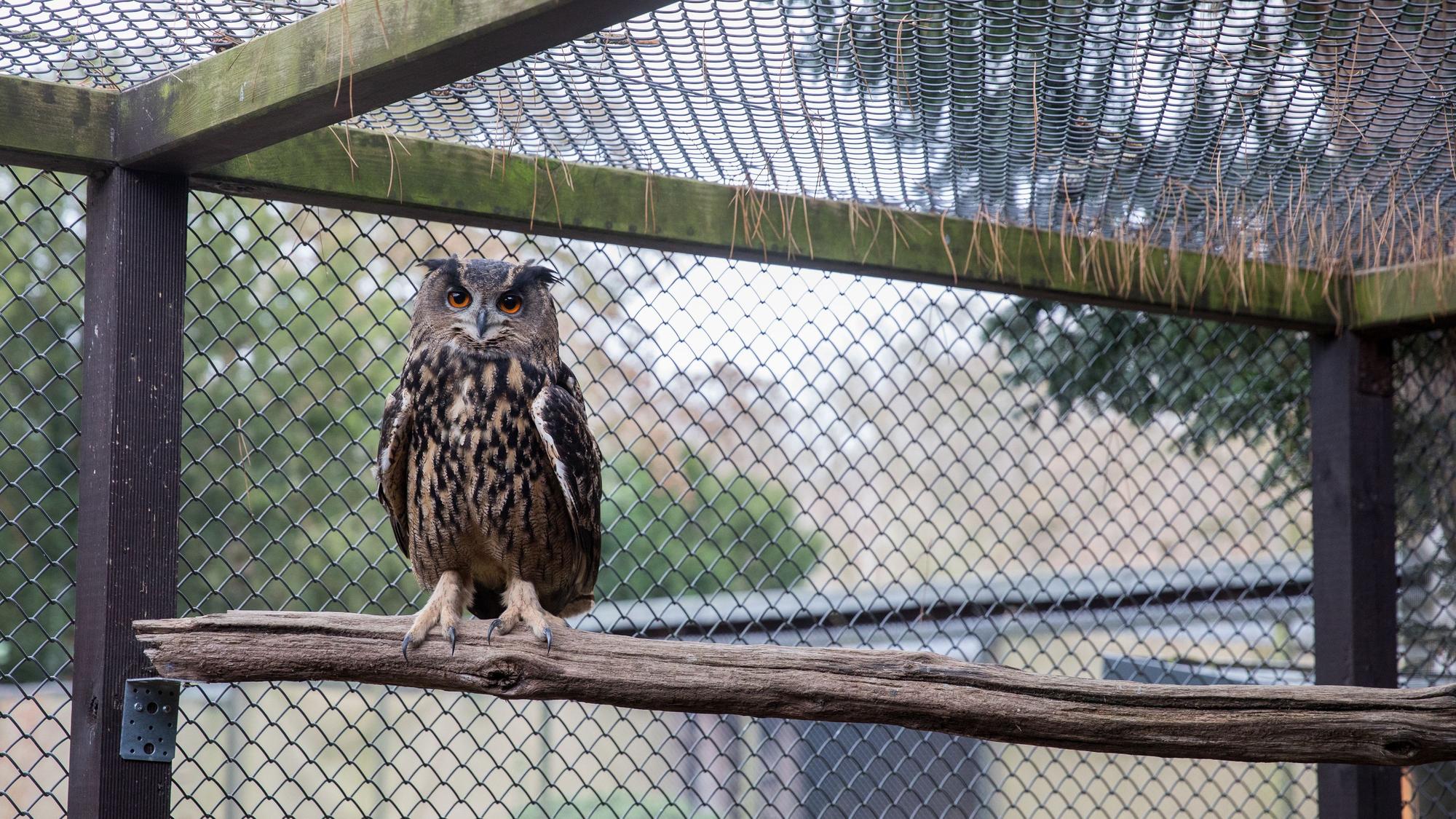 Zu sehen ist eine Waldohreule in einem Gehege der Greifvogelschutzstation auf Gut Leidenhausen.
