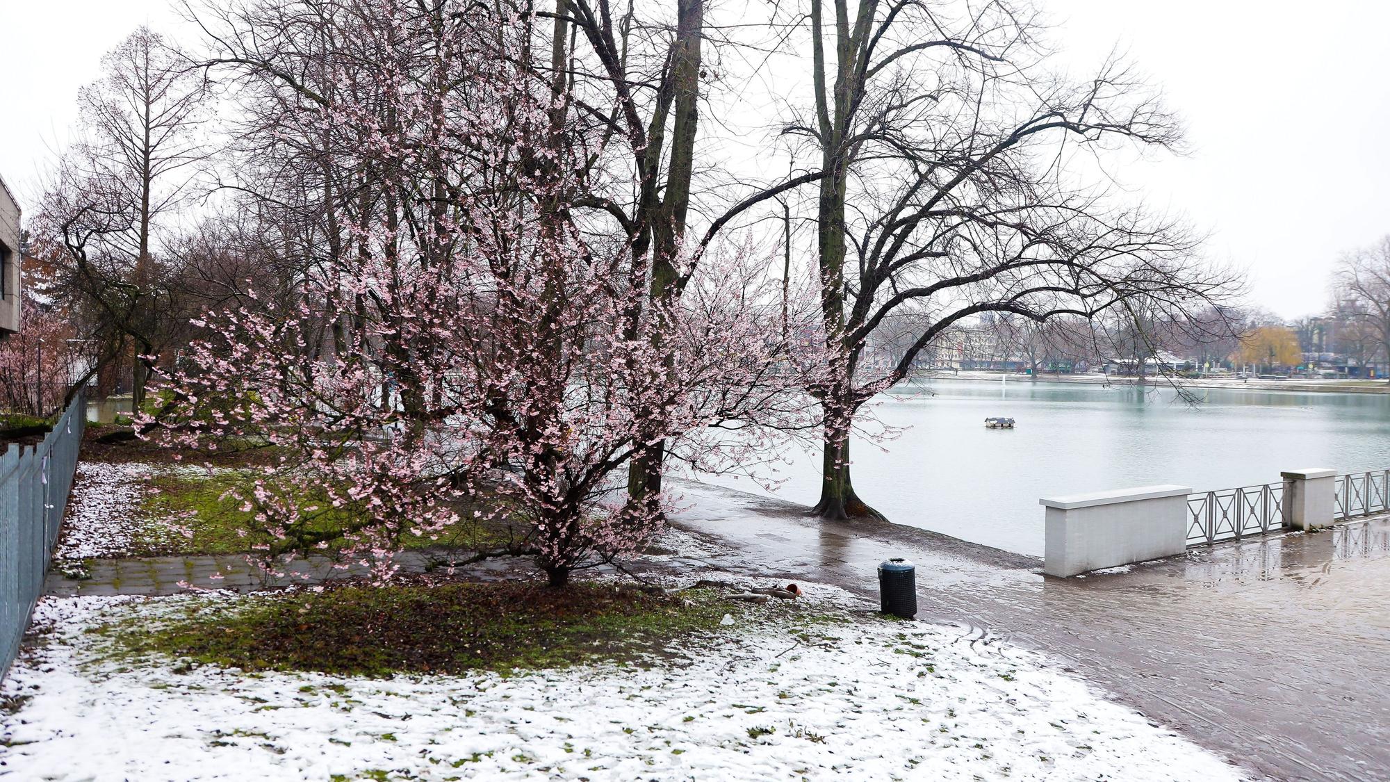 Schneefall in Köln am Aachener Weiher Anfang März