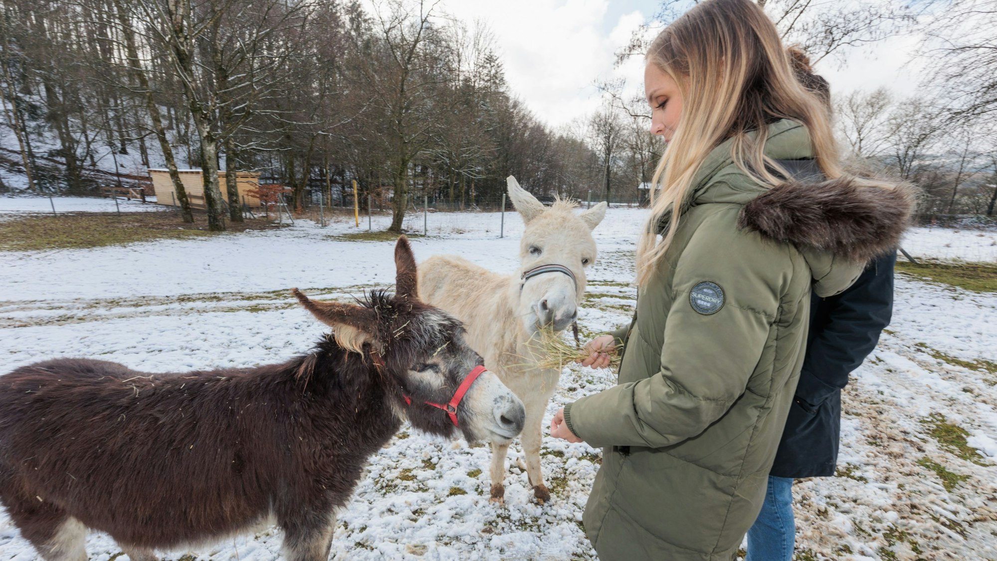 Eine junge Frau füttert zwei Esel mit Stroh.