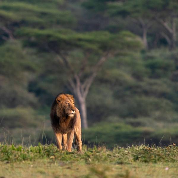 Die Serengeti im Norden Tansanias ist Heimat von etwa 3000 Löwen. (Symbolbild)