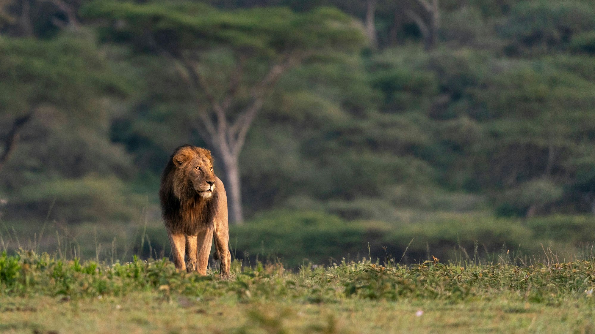 Die Serengeti im Norden Tansanias ist Heimat von etwa 3000 Löwen. (Symbolbild)