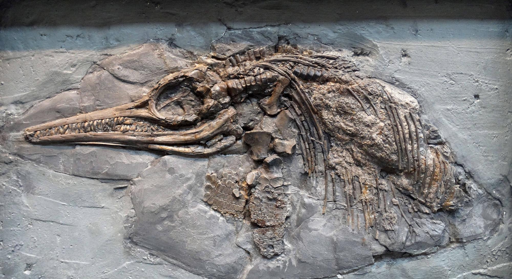 Das Fossil eines Ichthyosaurus in einem Felsmassiv. Die Meeresechse könnte deutlich älter sein, als bisher angenommen.