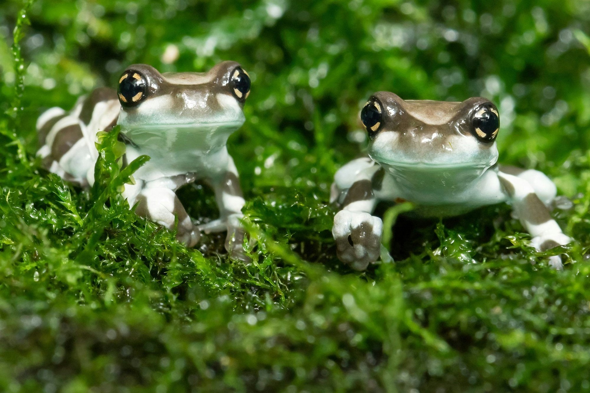 Zwei junge Baumhöhlen-Krötenlaubfrösche sitzen im Tiergarten Schönbrunn.