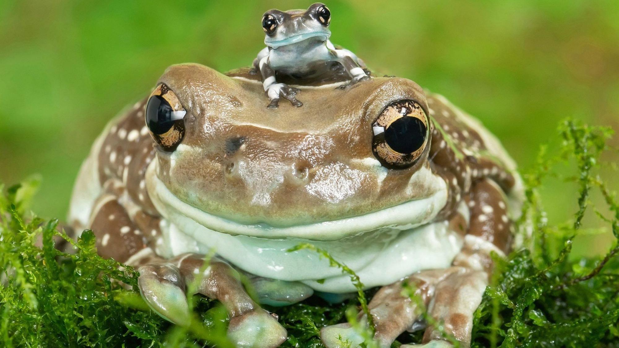 Ein Baumhöhlen-Krötenlaubfrosch trägt seinen Nachwuchs im Tiergarten Schönbrunn auf dem Kopf.