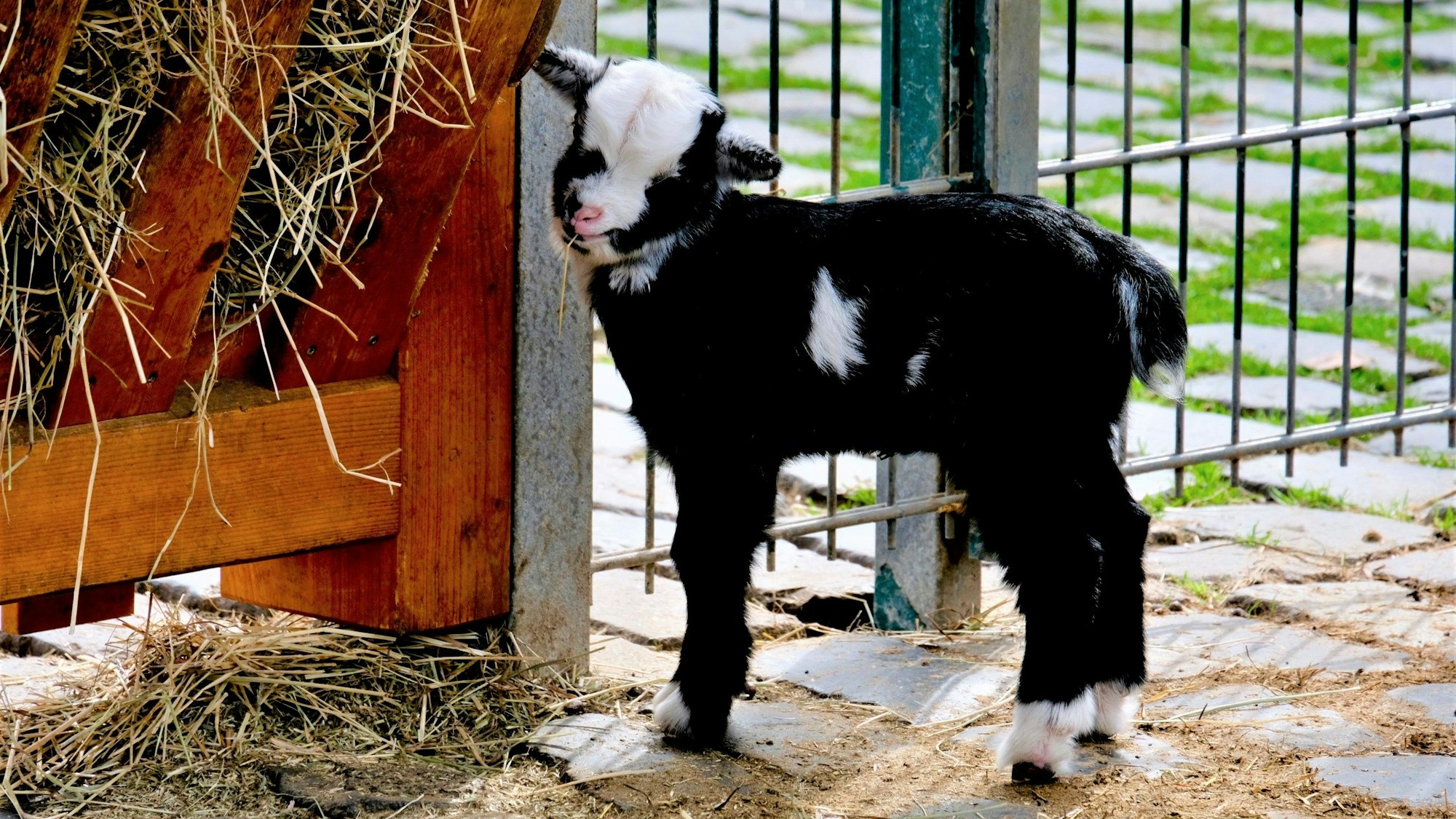 Zicklein vor Zaun und Heu.