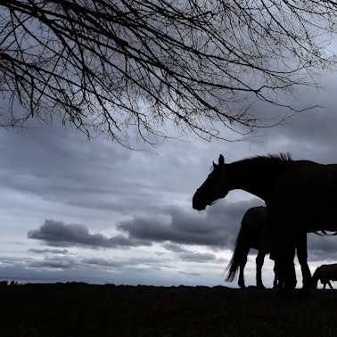 Pferde weiden auf einer Wiese am Alpenrand unter dem dicht bewölktem Himmel.