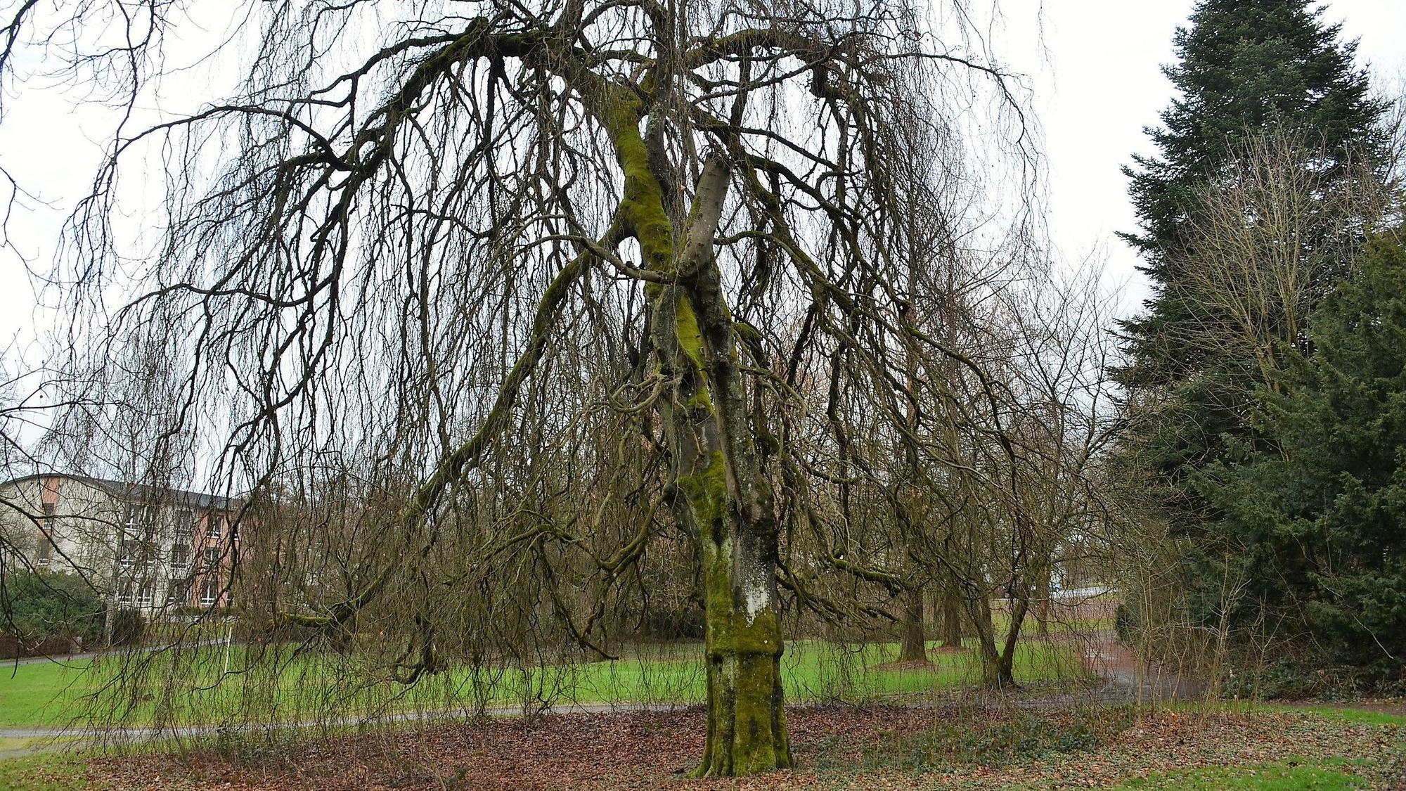 Ein Baum im Königsbornpark in Waldbröl
