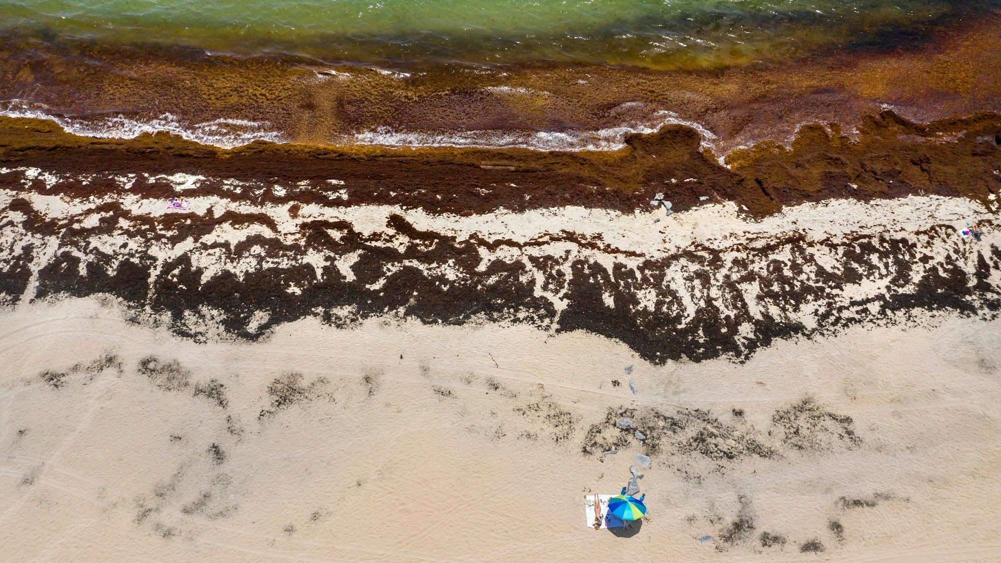 Sargassum-Algen an einem Strand.