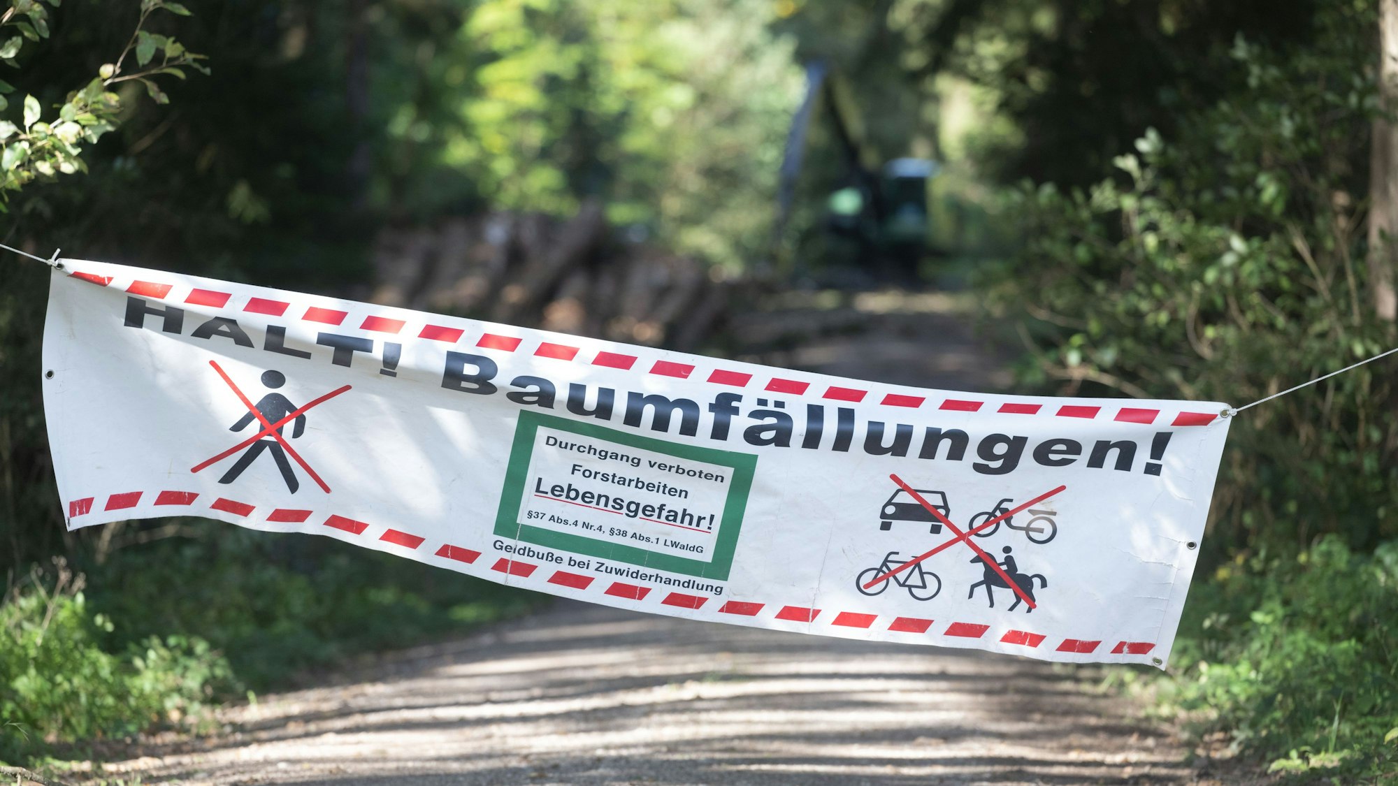 Ein Transparent mit der Aufschrift „HALT! Baumfällungen!“ hängt vor einem Waldweg. (Symbolbild)