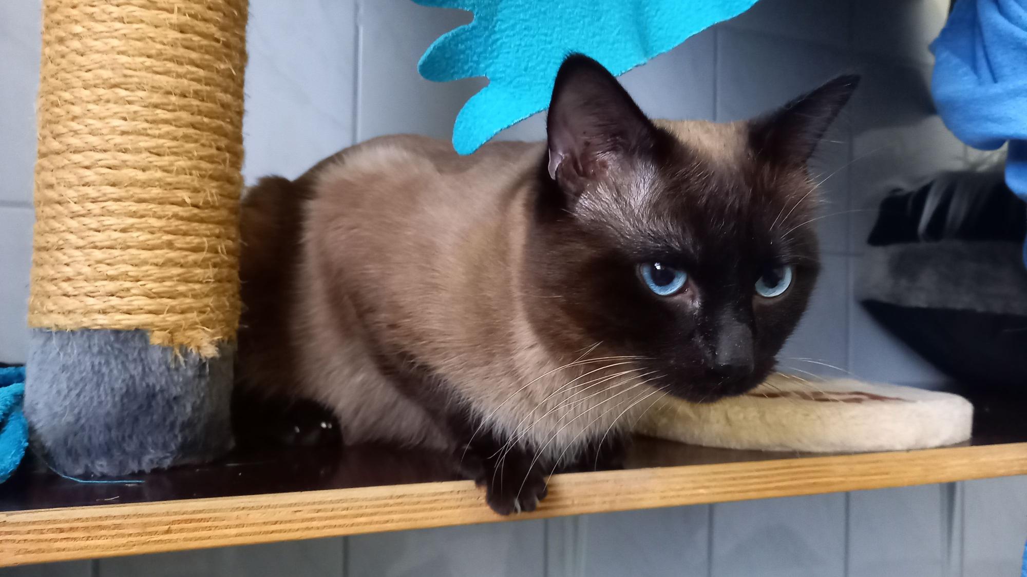 Eine der geretteten Katzen im Tierheim Wipperfürth