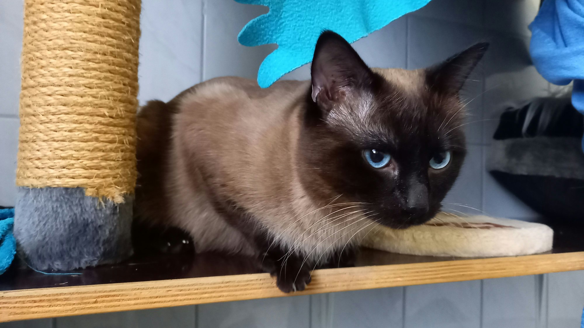 Eine der geretteten Katzen im Tierheim Wipperfürth