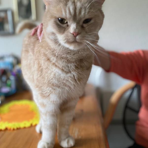 Kater Anton holt sich seine Streicheleinheiten ab.